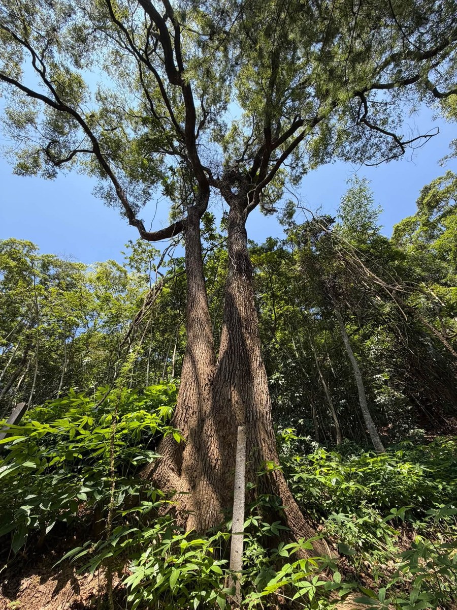 香樟夫妻樹實景，兩株老樹並肩而生
