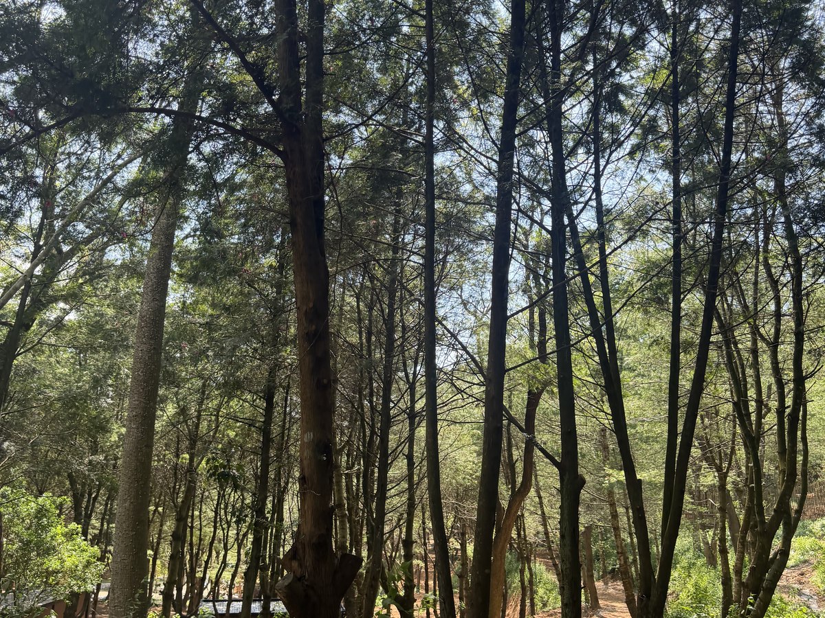 園區老樹林相，筆直樹幹與林間步道