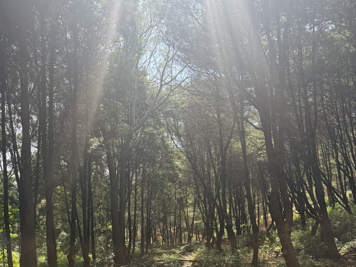 晨光穿過林間步道