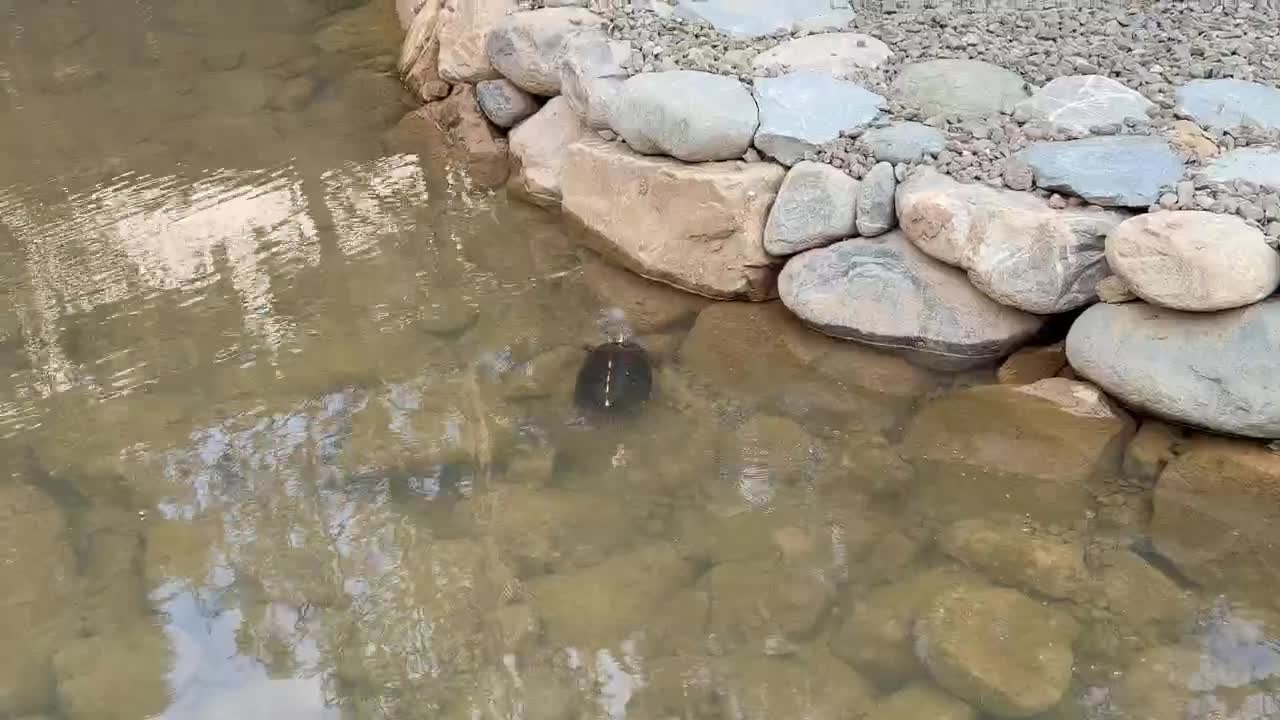食蛇龜潛入生態池水中