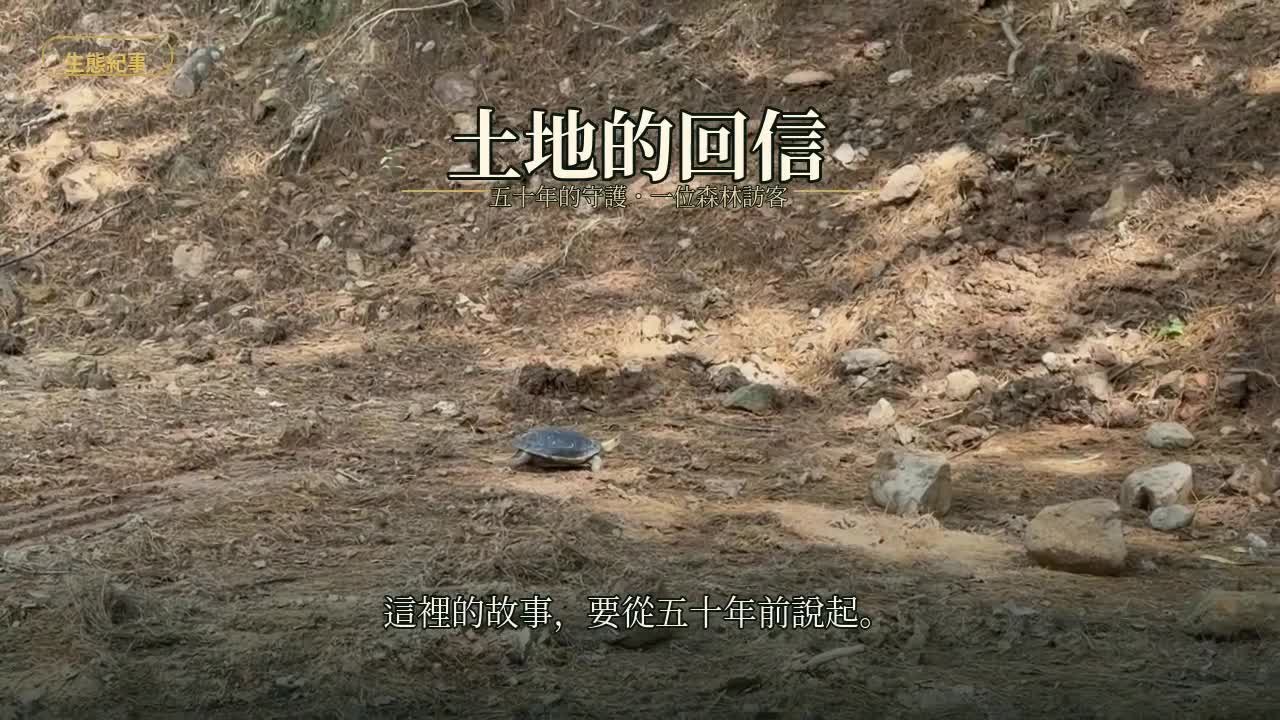 土地的回信 影片封面：食蛇龜在林間緩緩前行