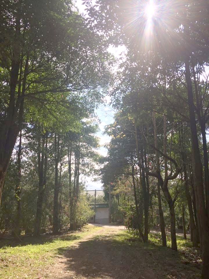 入口林間步道